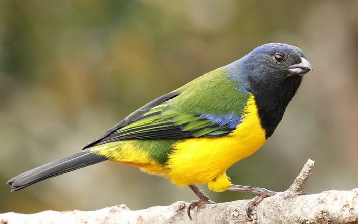 Black-chested Mountain Tanager (Alleyn Plowright)
