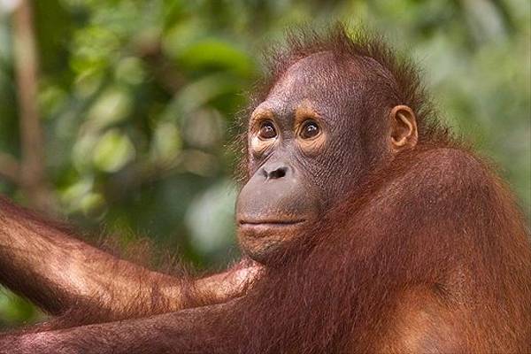 Orangutan on boardwalk - Sepilok (Dani Free)