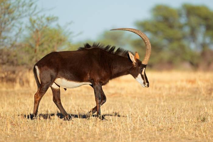 Sable Antelope, South Africa shutterstock_178257524.jpg