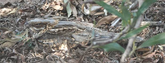 Red-necked Nightjar © Martin Pitt, December 2025 tour