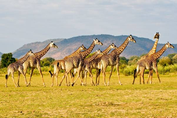 Giraffe Zambia shutterstock_24440929.jpg