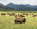American Rockies - Wildlife - Byson, Yellowstone National Park - AdobeStock_87664812.jpeg