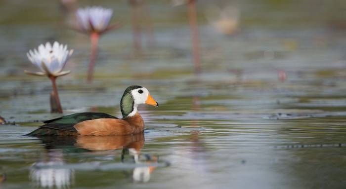 African Pygmy Goose