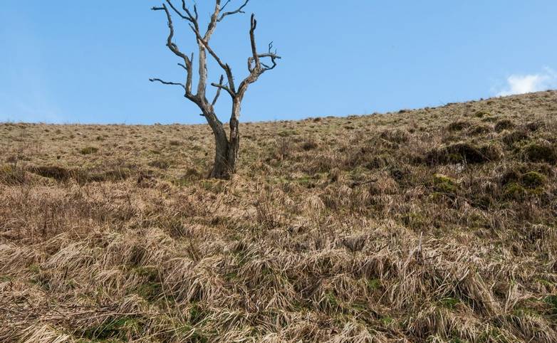 Solitary tree in Dovedale, Peak District National Park