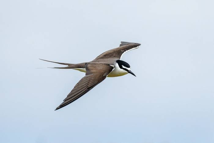 Bridled Tern