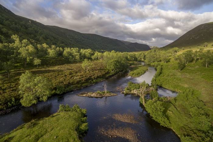 Woodland regeneration along Glen Mhor on the Alladale Wilderness Reserve in Easter Ross.