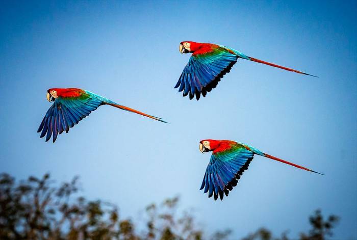 Red and Green Macaws