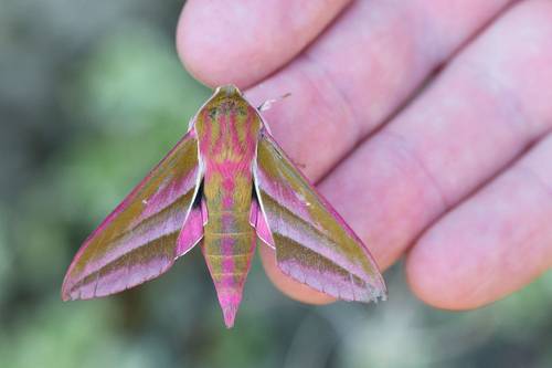 Elephant Hawk moth Image