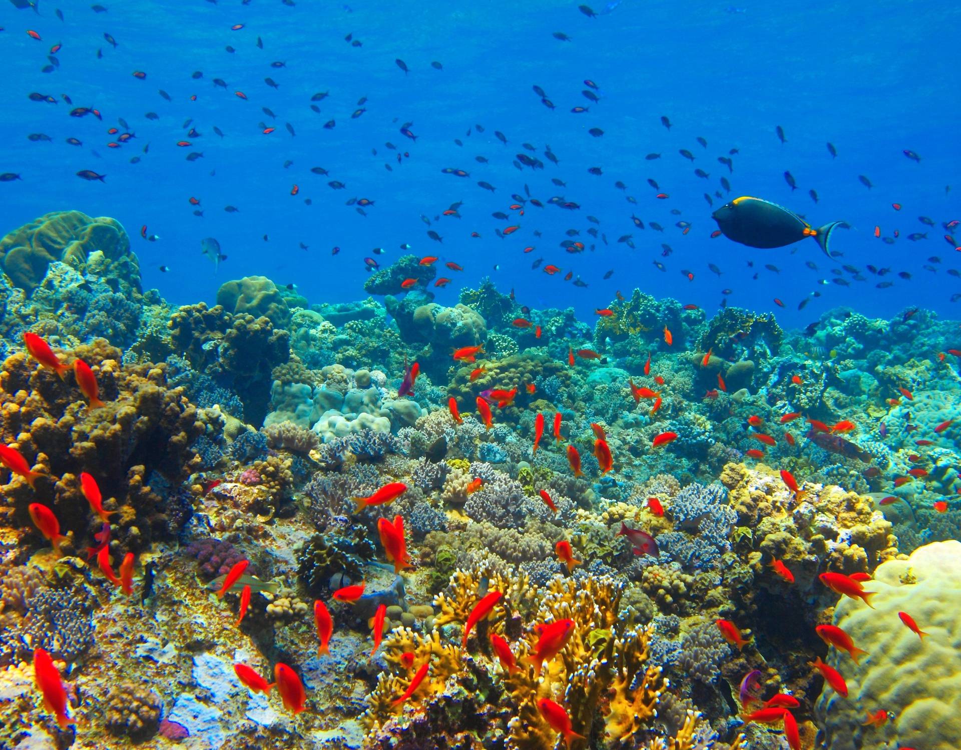 Coral Reef, The Maldives Image