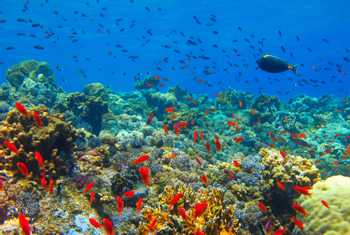 Zanzibar Coral Reef shutterstock.jpg