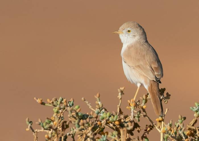 Desert Warbler © Chris Griffin, October 2023