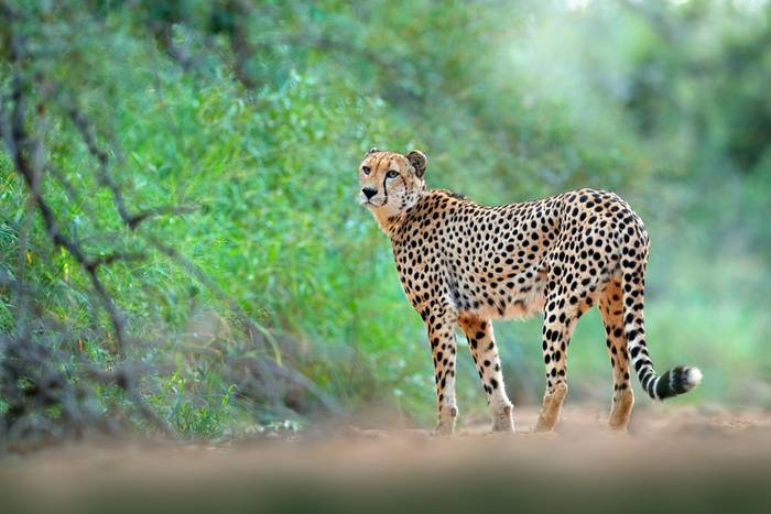 Cheetah, Kruger, South Africa shutterstock_1243852087.jpg