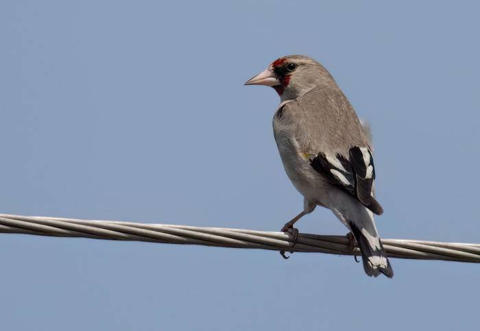 Grey-crowned Goldfinch © Chris Griffin, May 2025