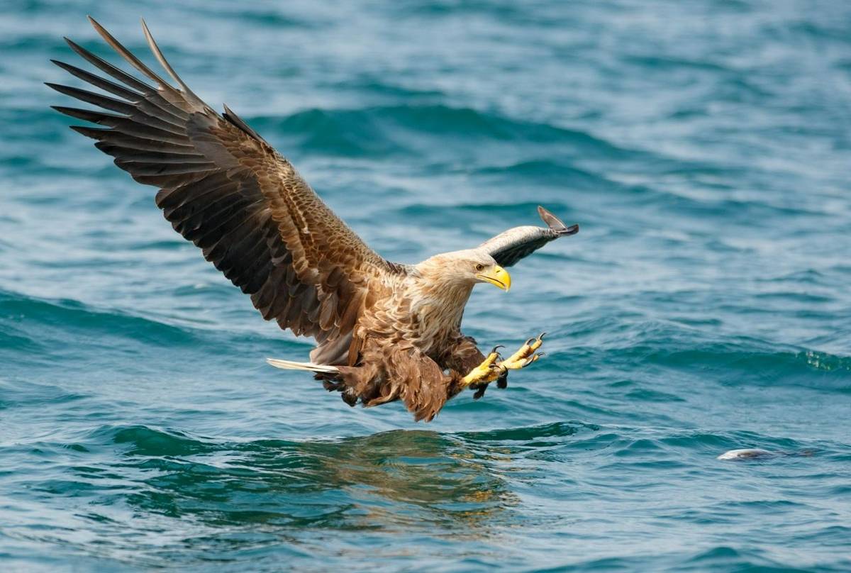 White-tailed Eagle (Paul Nicholson).jpg