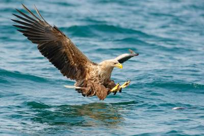 British Wildlife Photography Tours with Oliver Smart