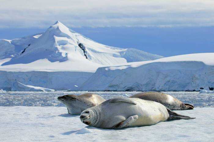 Crabeater Seals, Antarctica Shutterstock 687940828