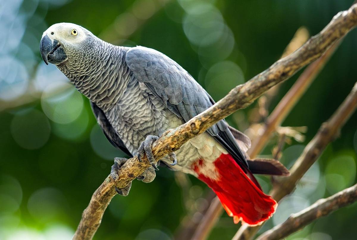 African Grey Parrot shutterstock_83947186.jpg