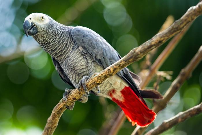 African Grey Parrot shutterstock_83947186.jpg