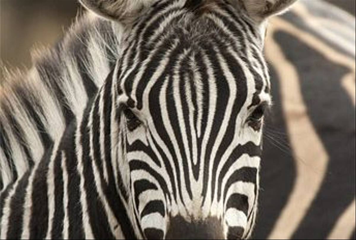 Burchell's Zebra (Leon Marais)