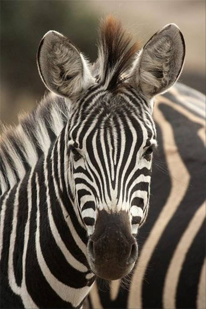 Burchell's Zebra (Leon Marais)