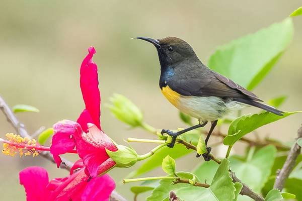 Newton'S Sunbird Shutterstock 1158703156