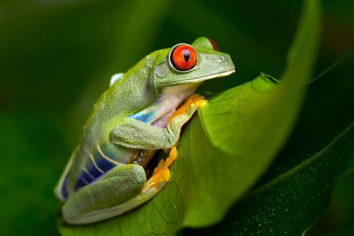 Red-eyed Tree Frog - Panama_shutterstock_254767555.jpg