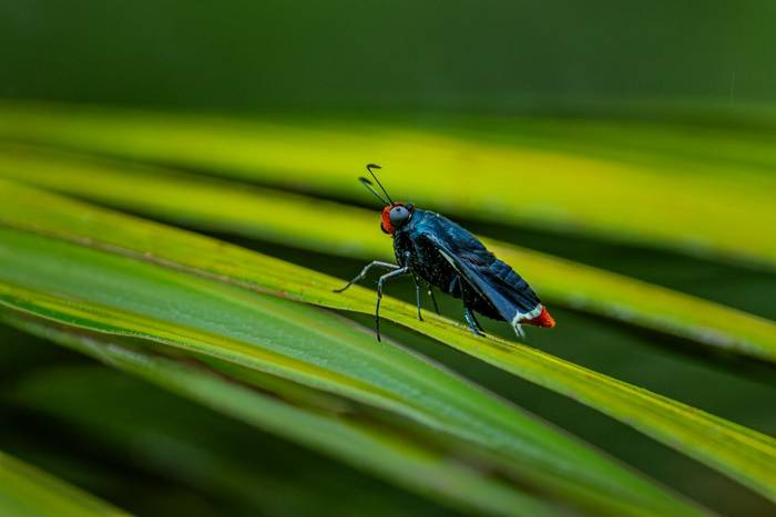 Original Firetip (Pyrrhopyge phidias) © A J Bradshaw, March 2026 tour