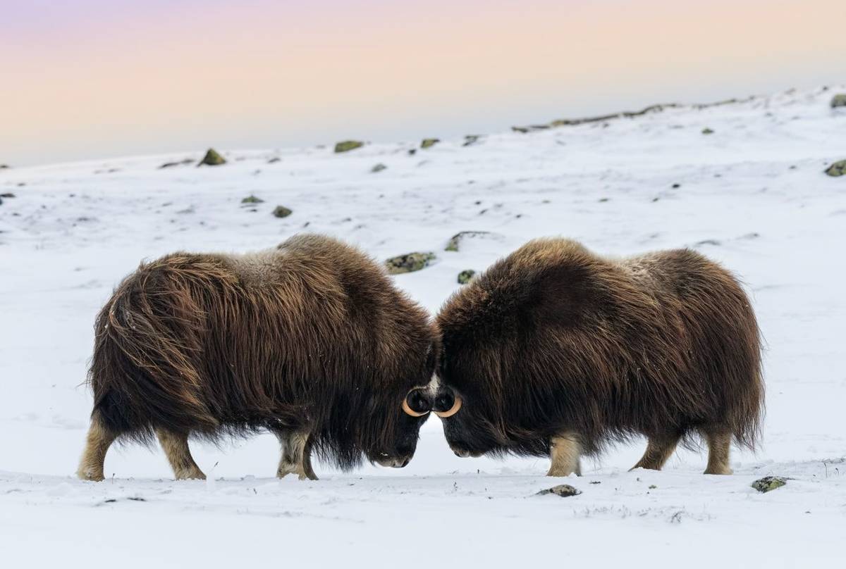 Musk Ox shutterstock_735385705.jpg