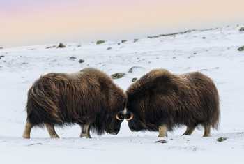 Musk Ox shutterstock_735385705.jpg