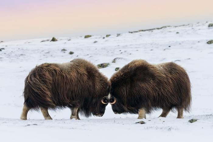 Musk Ox shutterstock_735385705.jpg