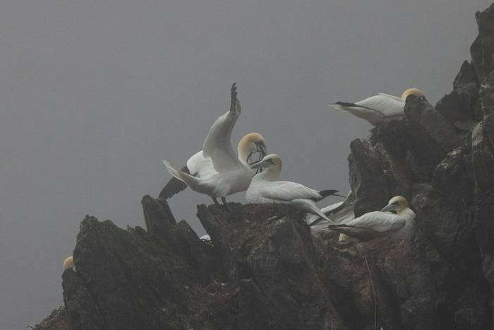 Gannets, Fair Isle (Sara Frost).jpg