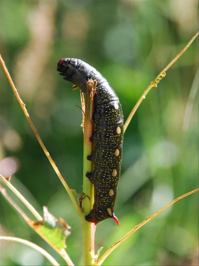 Bedstraw Hawkmoth Caterpillar (Thomas Mills)