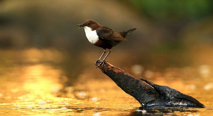 Dipper, UK shutterstock_1802387542.jpg