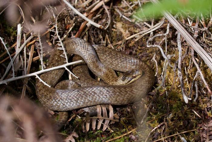 Smooth Snake (Corenella austriaca) © Josh Phangurha