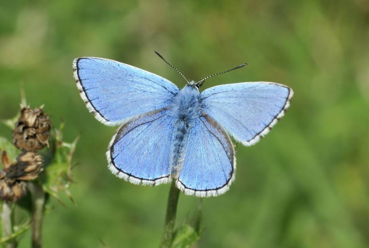 Adonis-Blue-shutterstock_144126970.jpg