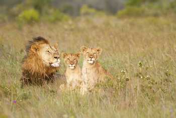 African Lion And Cubs (Jason Prince)