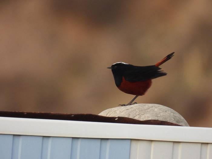 White-capped Redsart © M. Valkenburg