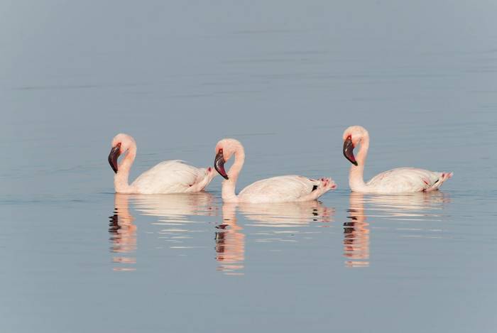 Lesser Flamingo, Walvis Bay by K Elsby.jpg