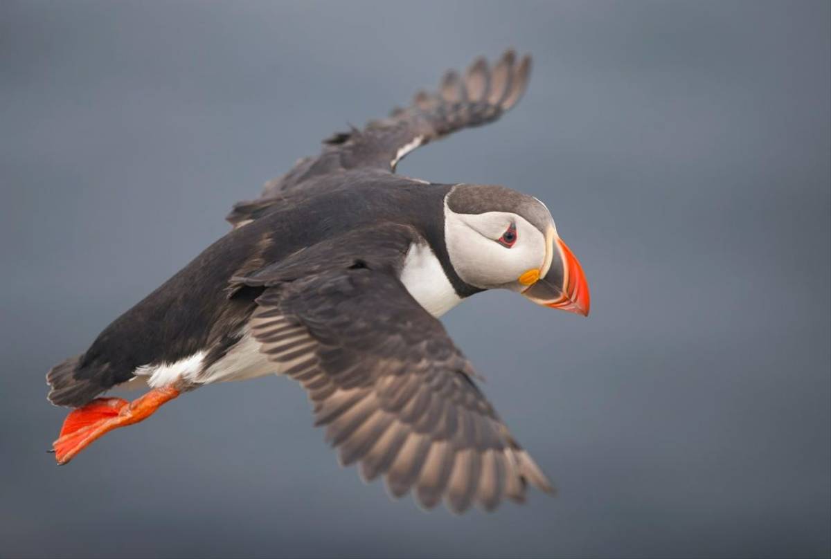 Atlantic Puffin, UK shutterstock_1489241711.jpg