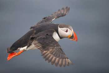 Atlantic Puffin, UK shutterstock_1489241711.jpg