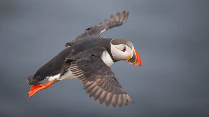 Atlantic Puffin, UK shutterstock_1489241711.jpg