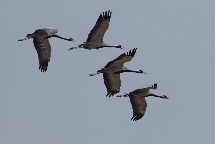 Demoiselle Crane © Chris Griffin, May 2025