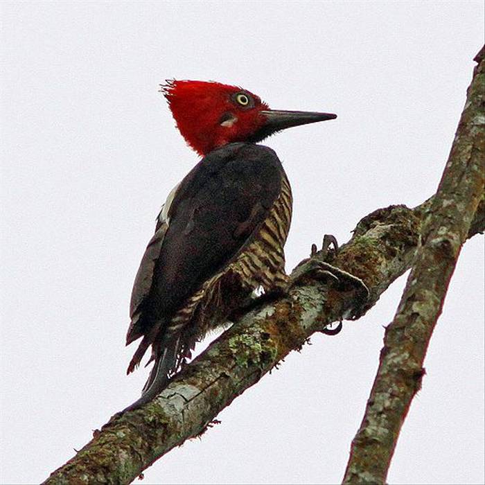 Guayaquil Woodpecker (Robert Davidson)