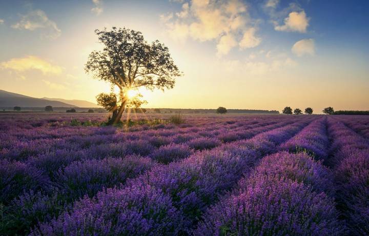 The Lavender route in Provence, France. With setting sun giving sunburst from behind a tree. The Lavender route in Provence, France. With setting sun giving sunburst from behind a tree.