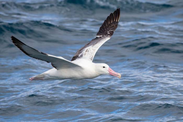 Southern Royal Albatross, New Zealand shutterstock_1454669549.jpg