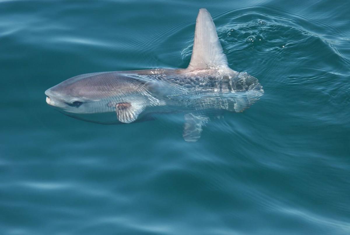 Ocean Sunfish (Tom Brereton)