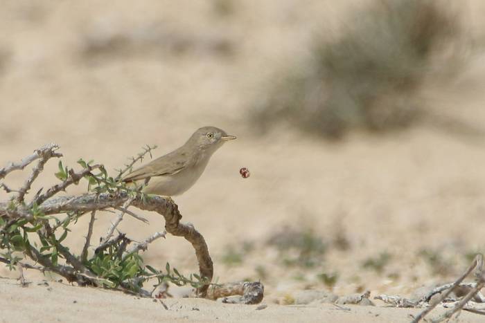 Asian Desert Warbler © Tim Young, November 2024 tour