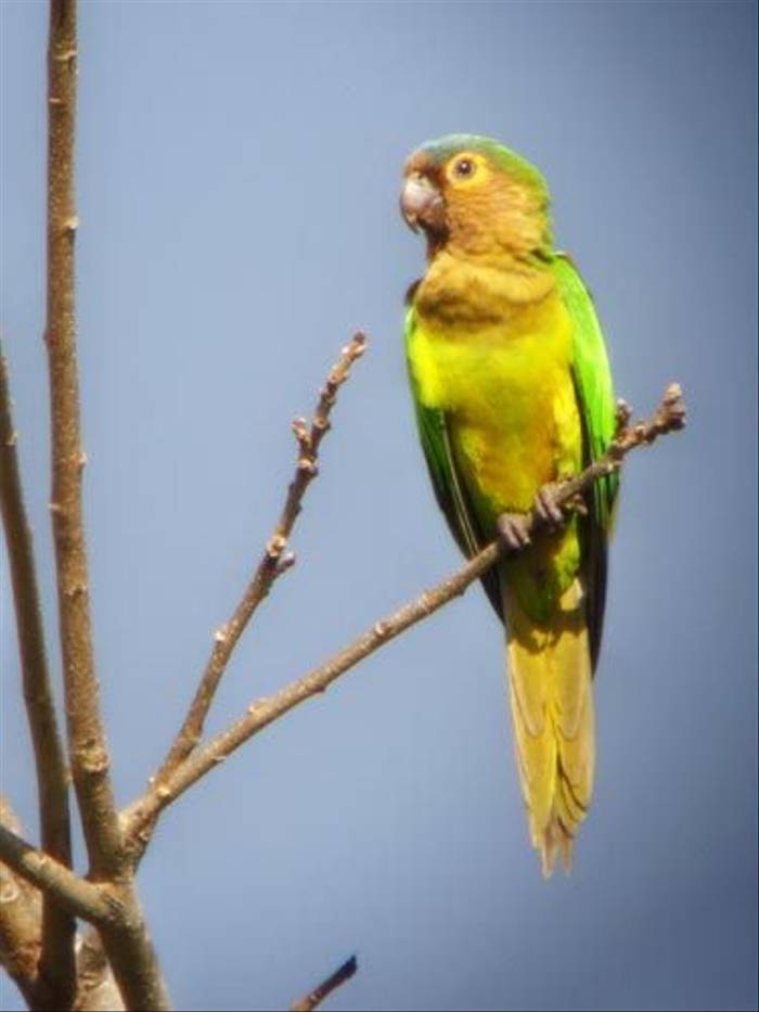 Brown-throated Parakeet (Wendy Hoosen)