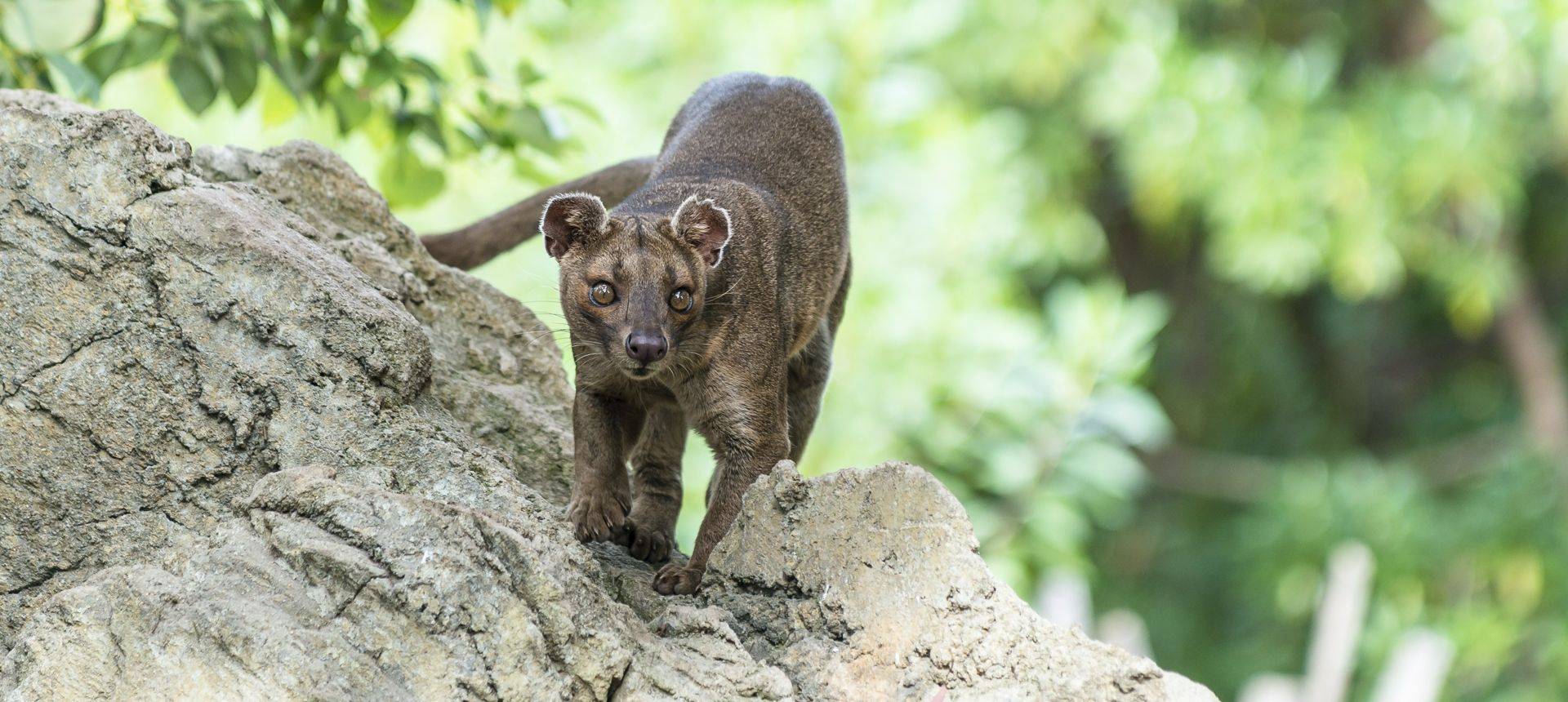 Fossa Madagascar Shutterstock 361277513