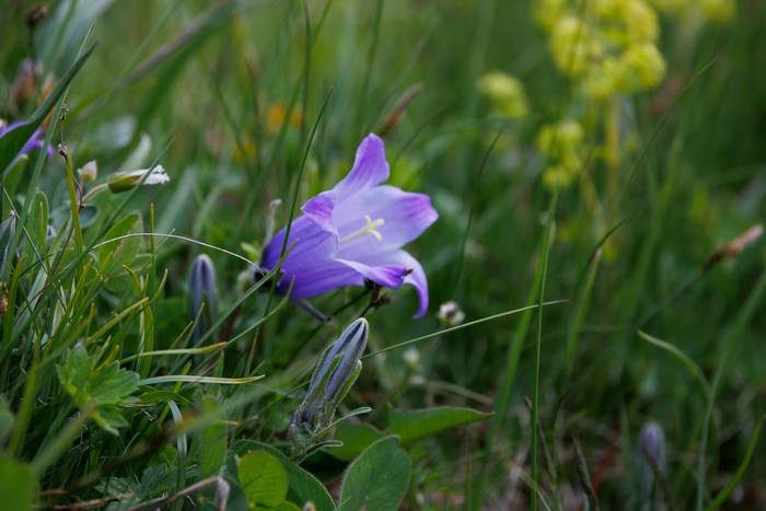 Campanula stivenii © Giorgi Natsvlishvili, June 2025